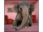 Elephant in the Room